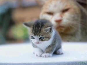 保存したら負け！きゃわい〜動物の画像！