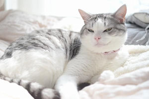 保存したら負け！きゃわい〜動物の画像！