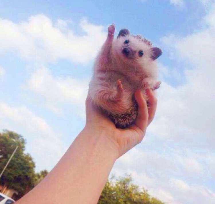 保存したら負け！きゃわい〜動物の画像！