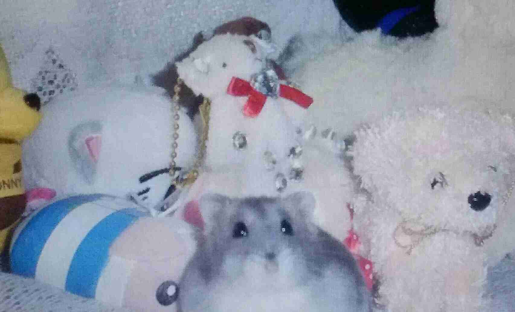 保存したら負け！きゃわい〜動物の画像！