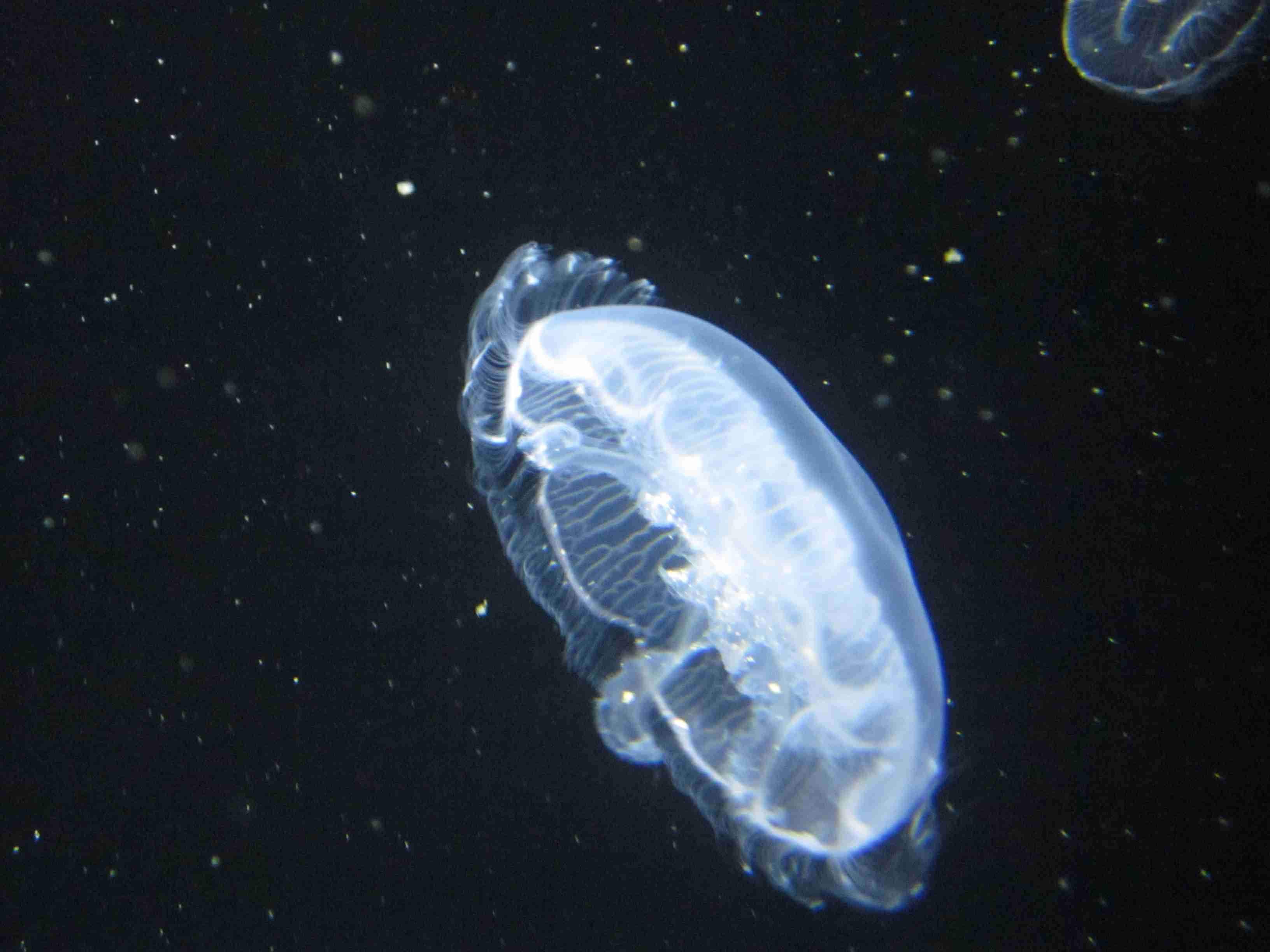 保存したら負け！きゃわい〜動物の画像！