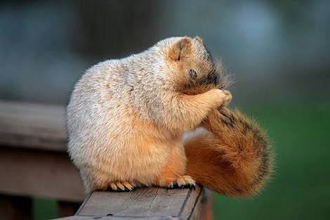 保存したら負け！きゃわい〜動物の画像！