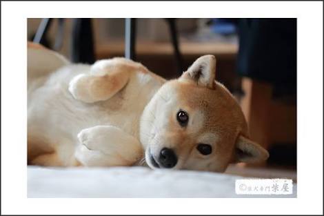保存したら負け！きゃわい〜動物の画像！