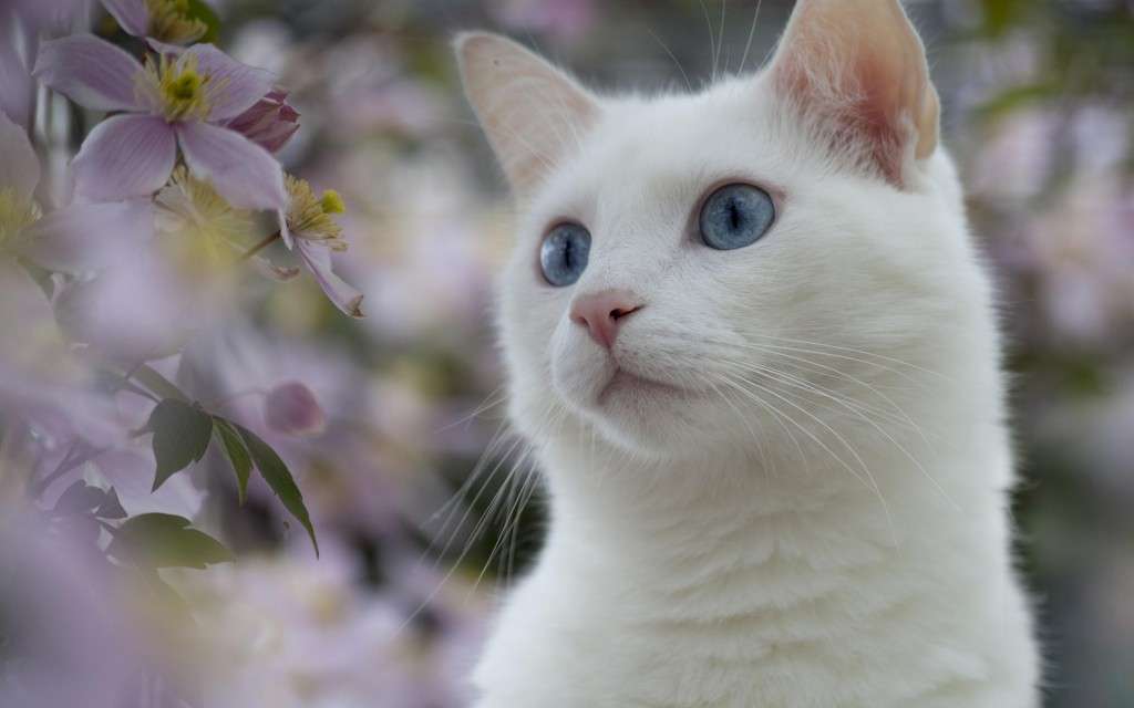 保存したら負け！きゃわい〜動物の画像！