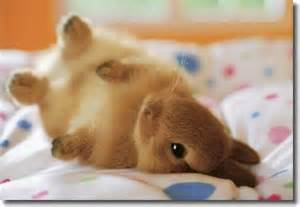 保存したら負け！きゃわい〜動物の画像！