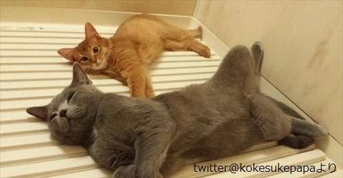 保存したら負け！きゃわい〜動物の画像！