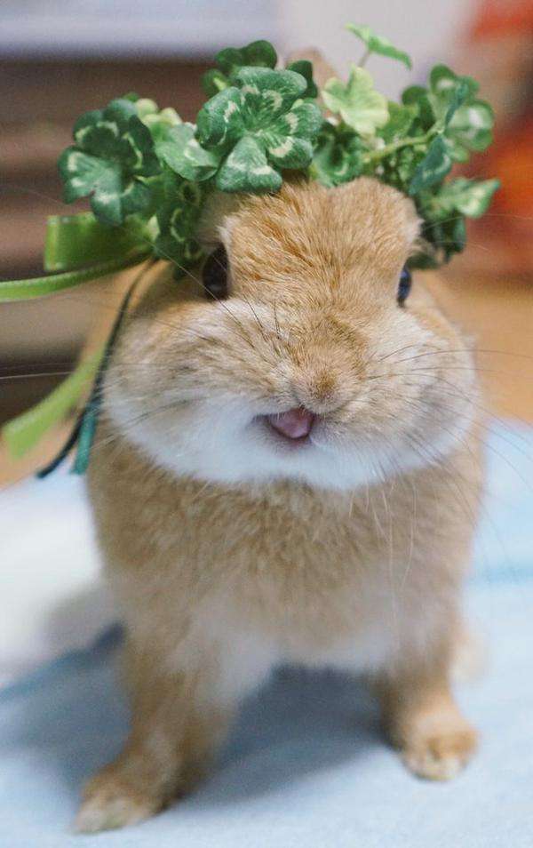 保存したら負け！きゃわい〜動物の画像！