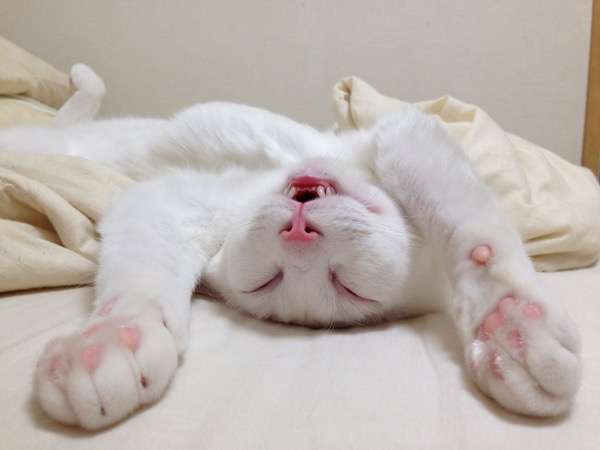 保存したら負け！きゃわい〜動物の画像！