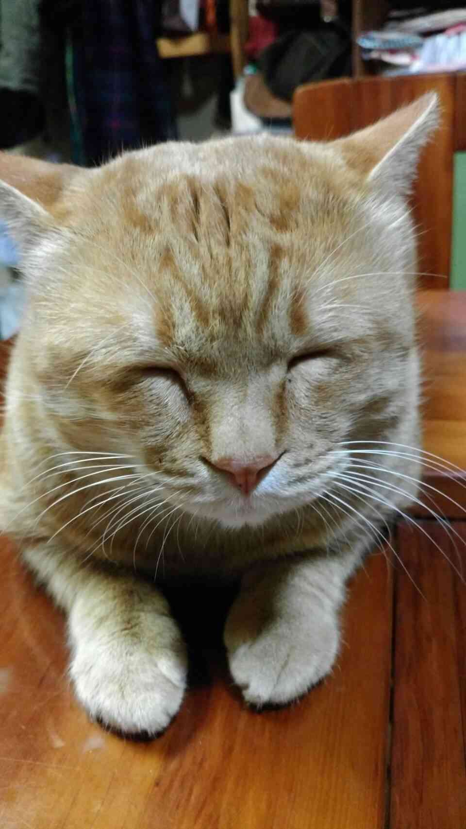 保存したら負け！きゃわい〜動物の画像！