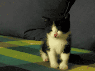 保存したら負け！きゃわい〜動物の画像！