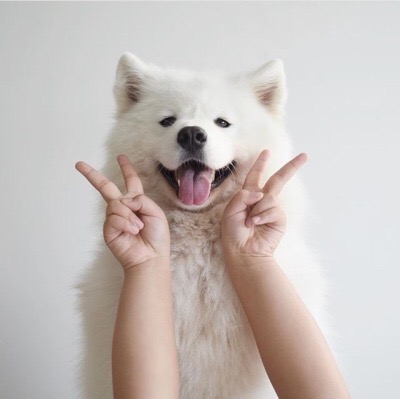 保存したら負け！きゃわい〜動物の画像！