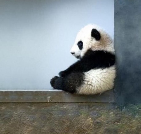 保存したら負け！きゃわい〜動物の画像！
