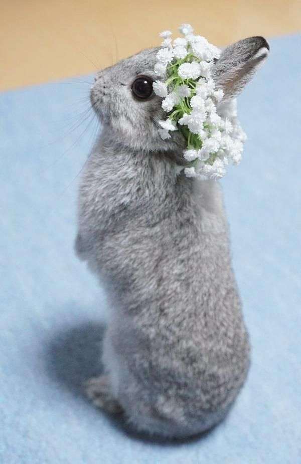 保存したら負け！きゃわい〜動物の画像！