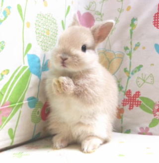 保存したら負け！きゃわい〜動物の画像！