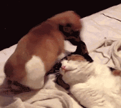 保存したら負け！きゃわい〜動物の画像！