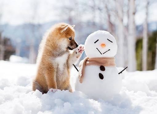 保存したら負け！きゃわい〜動物の画像！