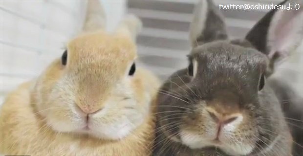 保存したら負け！きゃわい〜動物の画像！