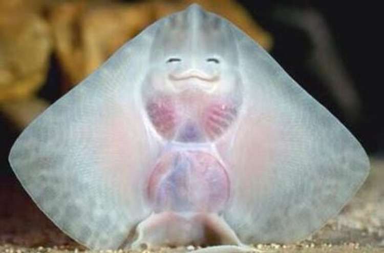 保存したら負け！きゃわい〜動物の画像！
