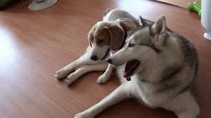 保存したら負け！きゃわい〜動物の画像！
