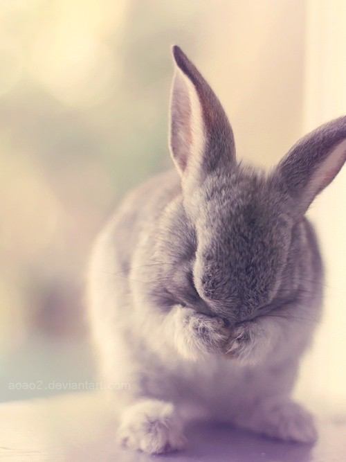 保存したら負け！きゃわい〜動物の画像！