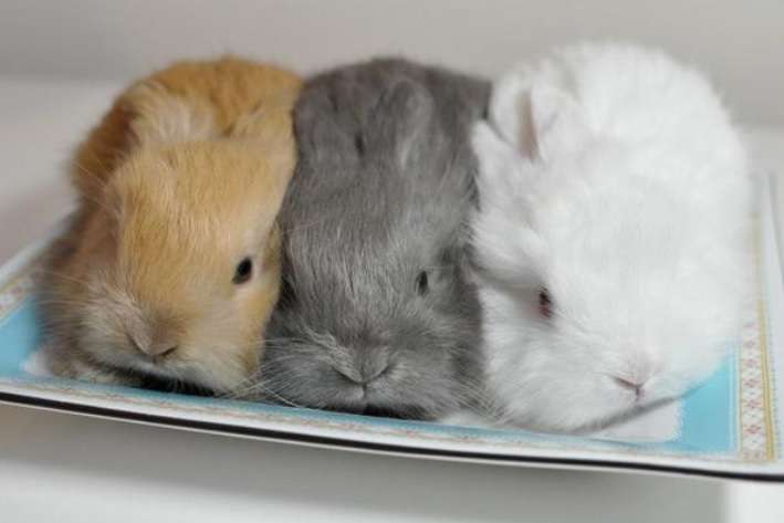 保存したら負け！きゃわい〜動物の画像！