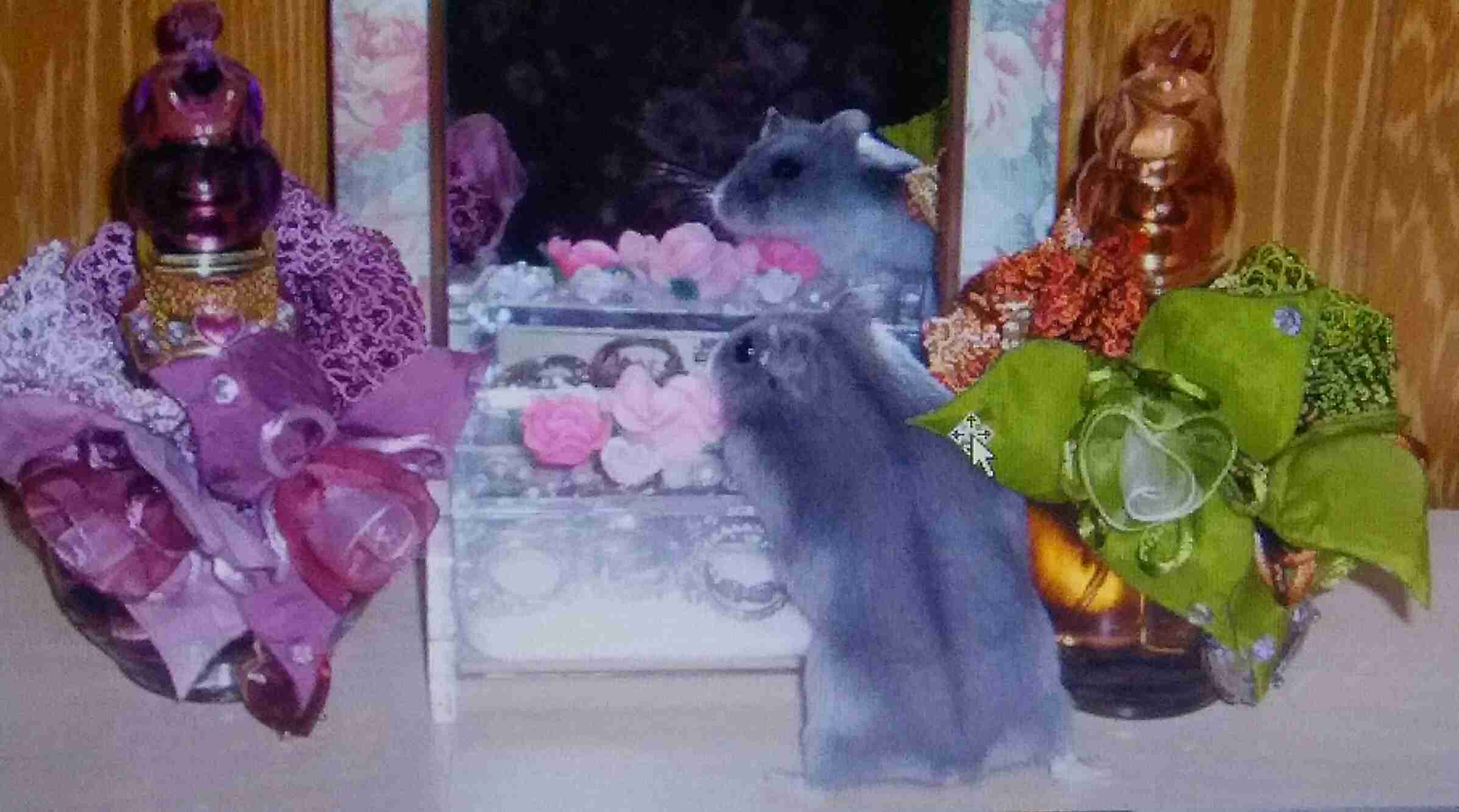 保存したら負け！きゃわい〜動物の画像！