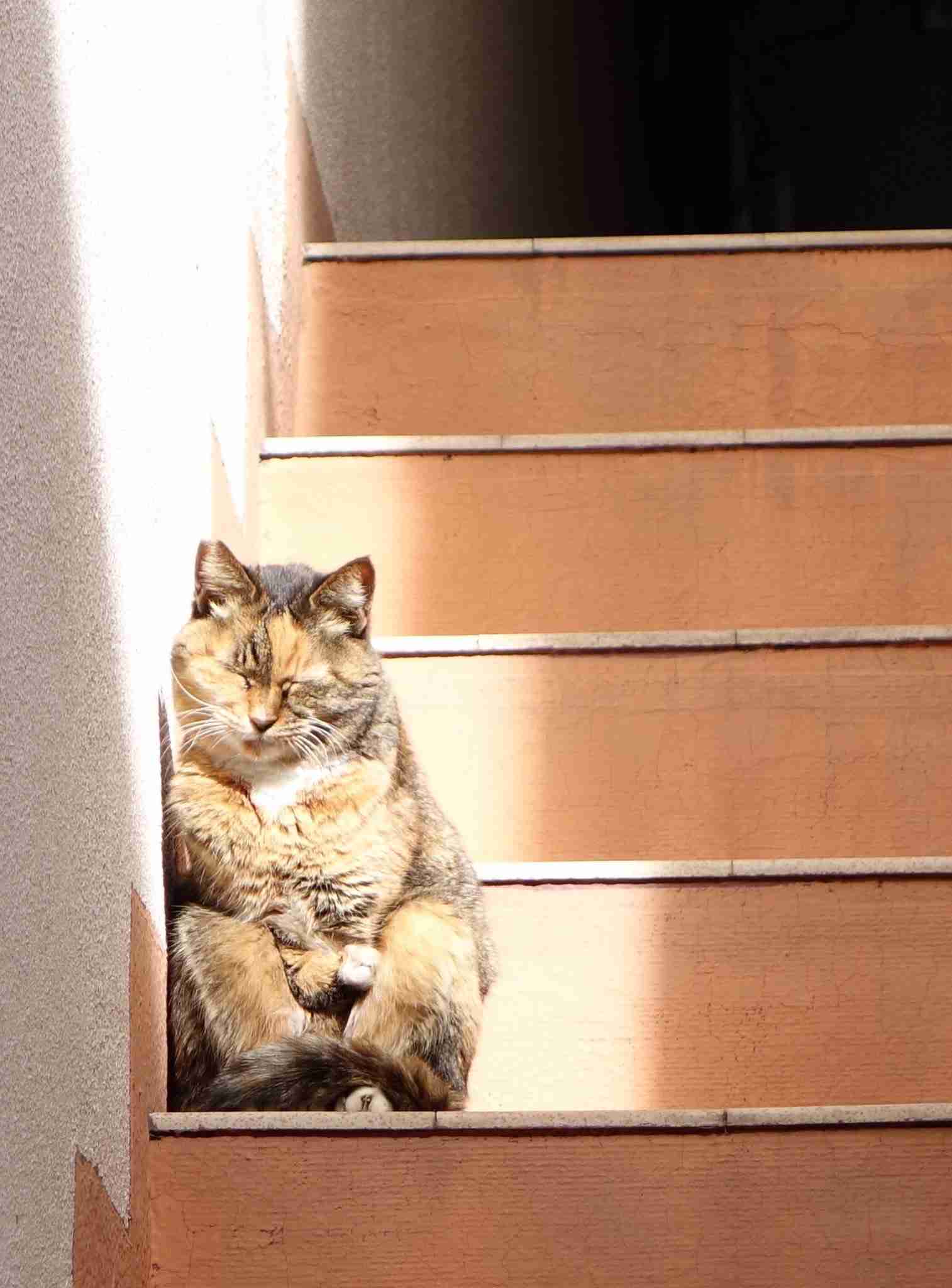保存したら負け！きゃわい〜動物の画像！