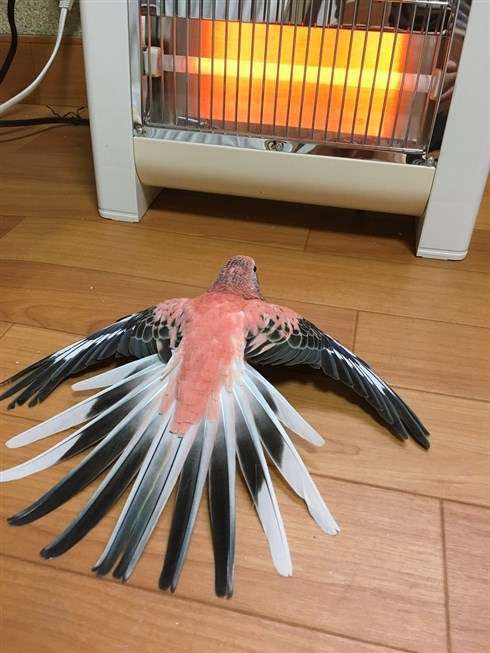 保存したら負け！きゃわい〜動物の画像！
