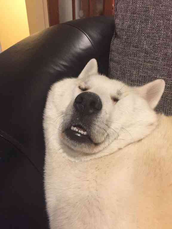 保存したら負け！きゃわい〜動物の画像！