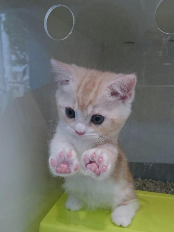 保存したら負け！きゃわい〜動物の画像！