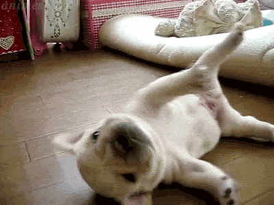 保存したら負け！きゃわい〜動物の画像！