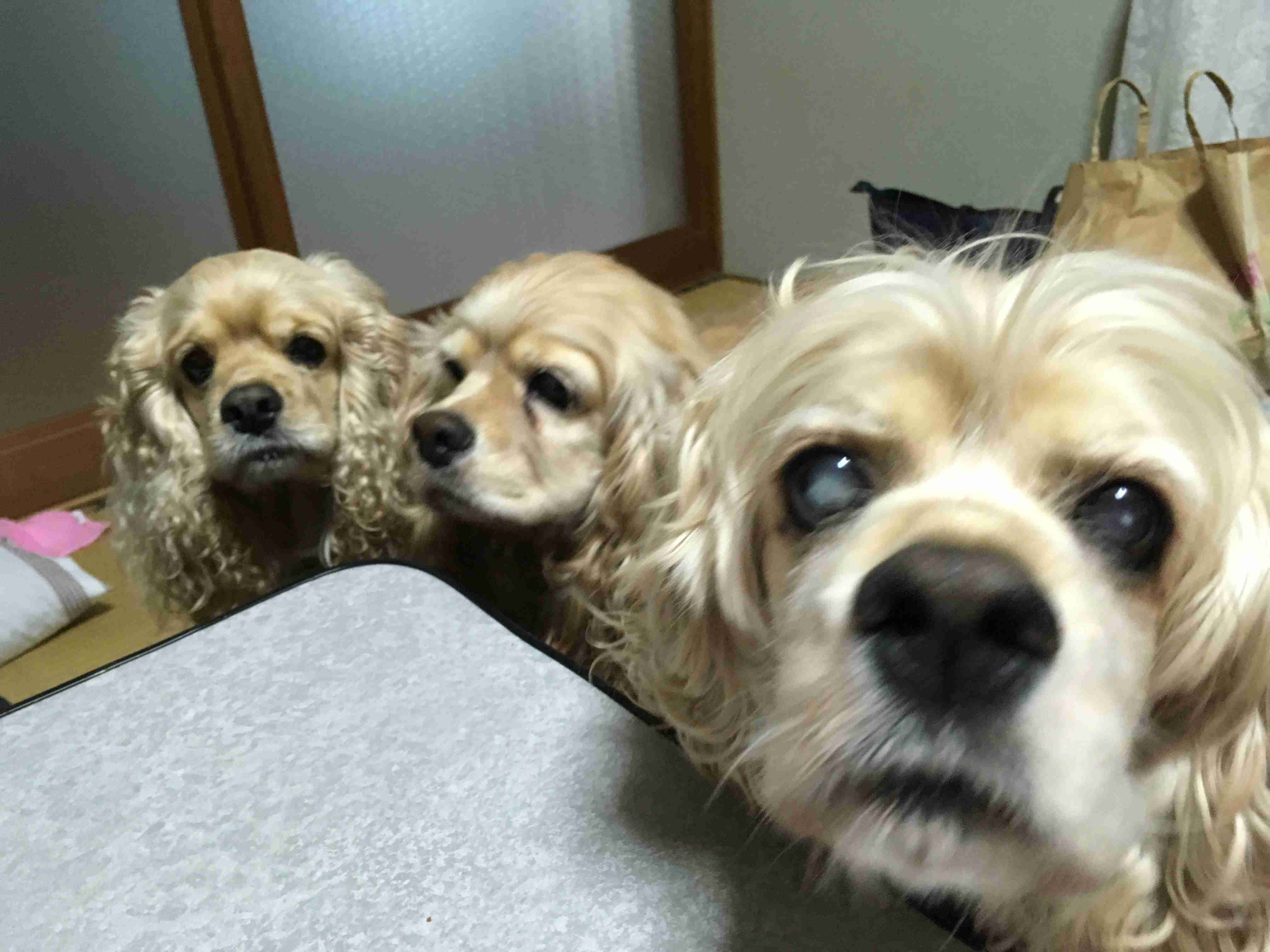 保存したら負け！きゃわい〜動物の画像！