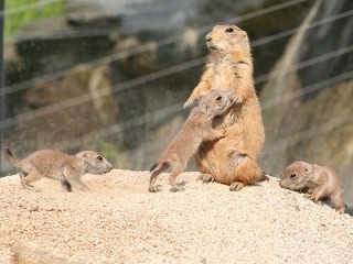 保存したら負け！きゃわい〜動物の画像！
