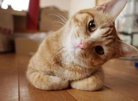 保存したら負け！きゃわい〜動物の画像！