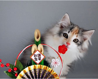 保存したら負け！きゃわい〜動物の画像！