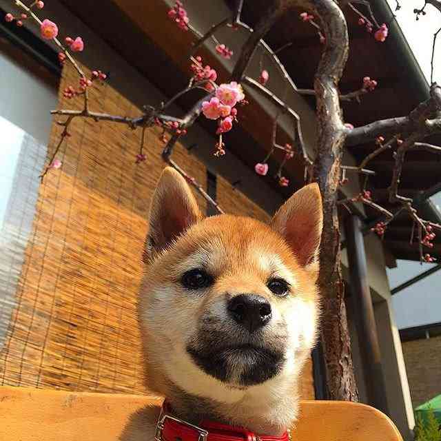 保存したら負け！きゃわい〜動物の画像！