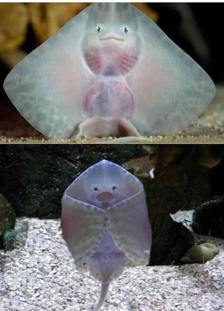 保存したら負け！きゃわい〜動物の画像！