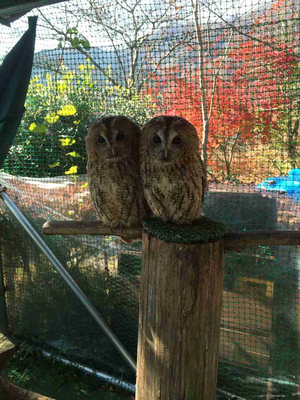 保存したら負け！きゃわい〜動物の画像！