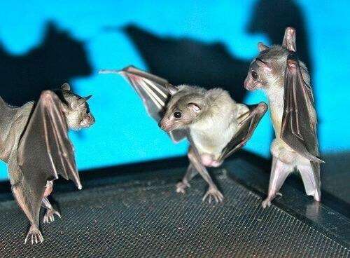 保存したら負け！きゃわい〜動物の画像！