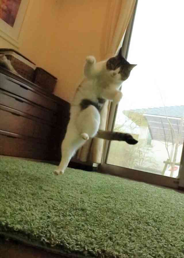 保存したら負け！きゃわい〜動物の画像！