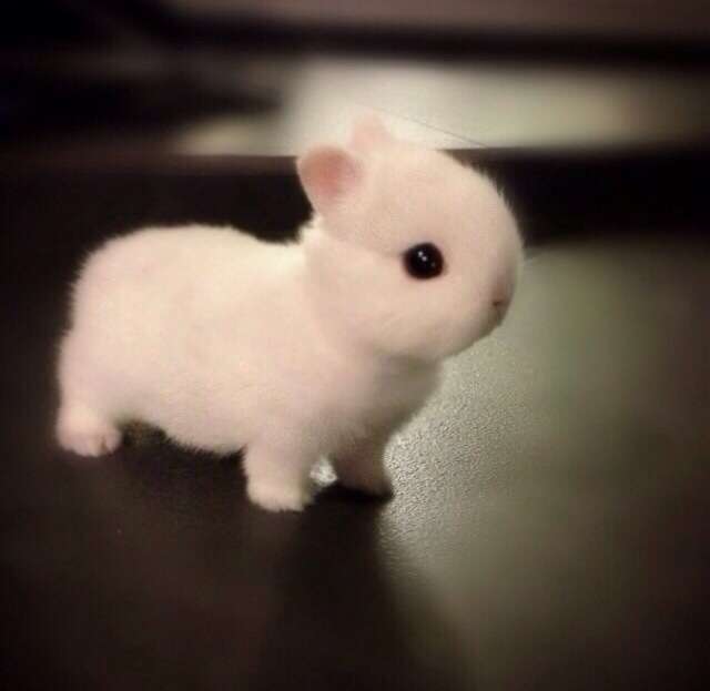 保存したら負け！きゃわい〜動物の画像！
