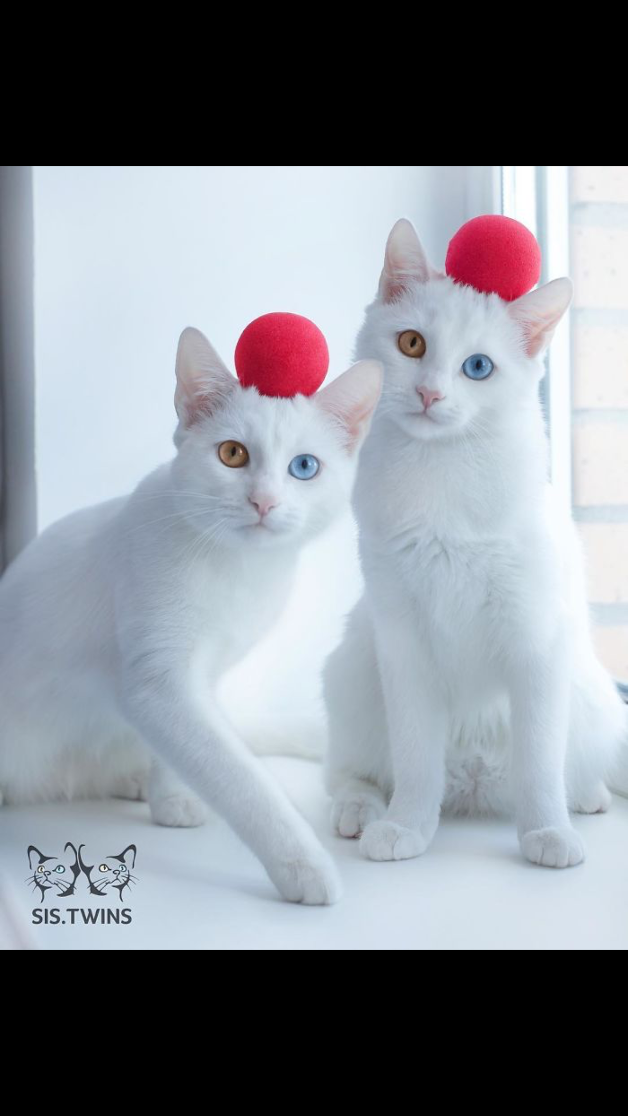 保存したら負け！きゃわい〜動物の画像！