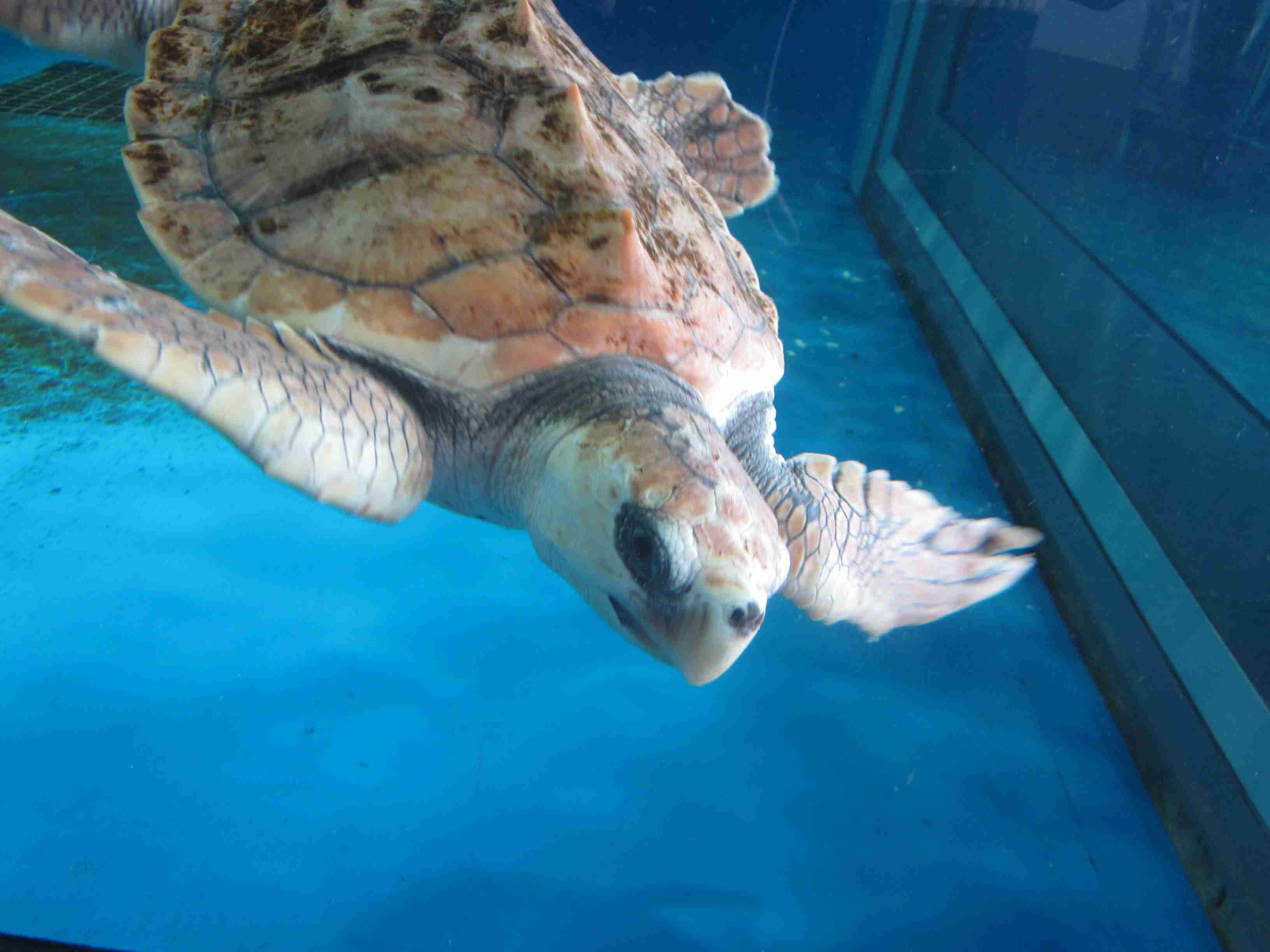 保存したら負け！きゃわい〜動物の画像！