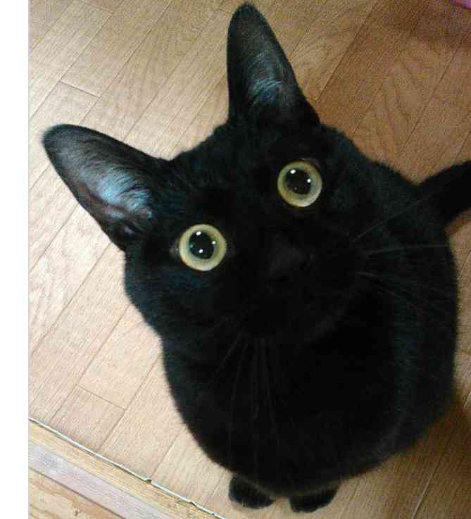 保存したら負け！きゃわい〜動物の画像！