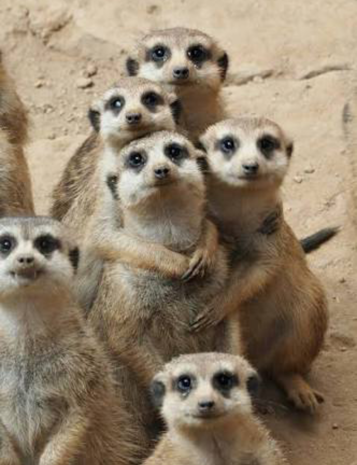 保存したら負け！きゃわい〜動物の画像！