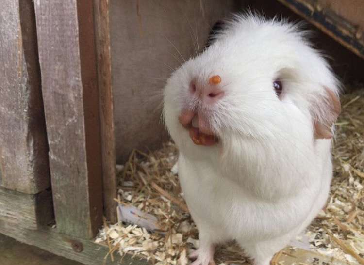 保存したら負け！きゃわい〜動物の画像！