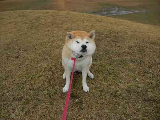 保存したら負け！きゃわい〜動物の画像！