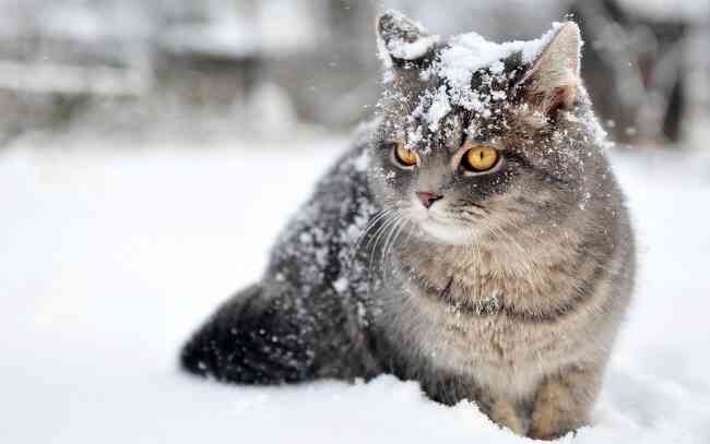 保存したら負け！きゃわい〜動物の画像！