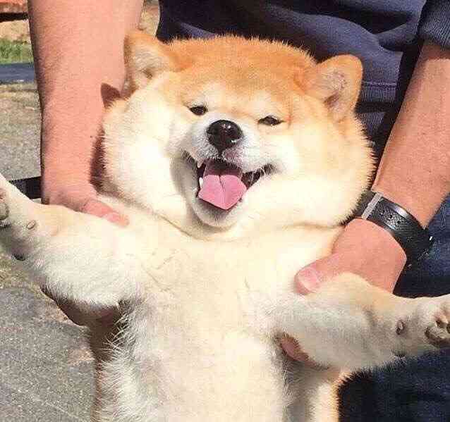 保存したら負け！きゃわい〜動物の画像！