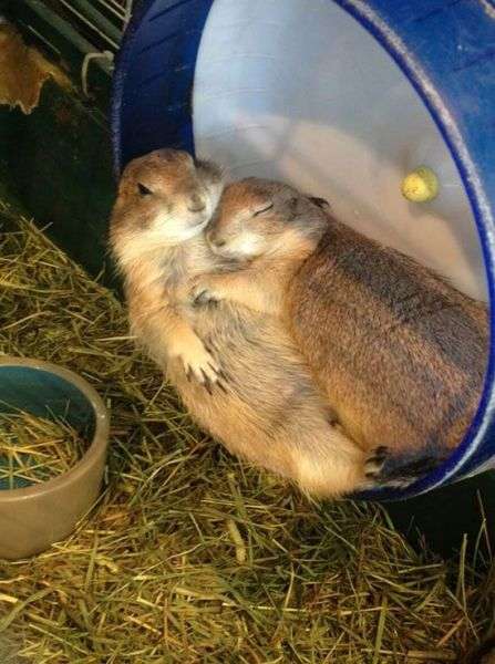 保存したら負け！きゃわい〜動物の画像！